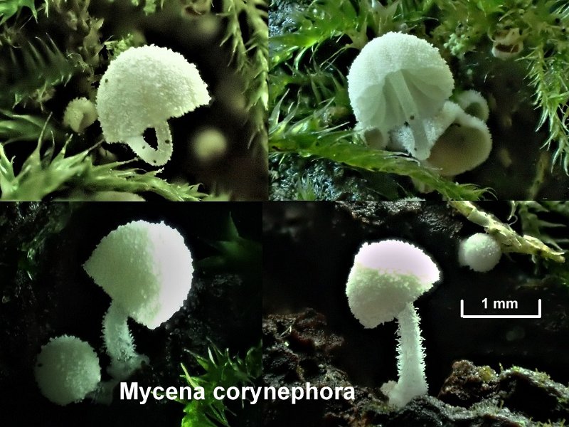Mycena corynephora-amf2093.jpg